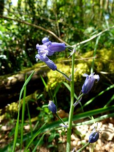 Hyacinthoides non-scripta (L.) Chouard ex Rothm., 1944