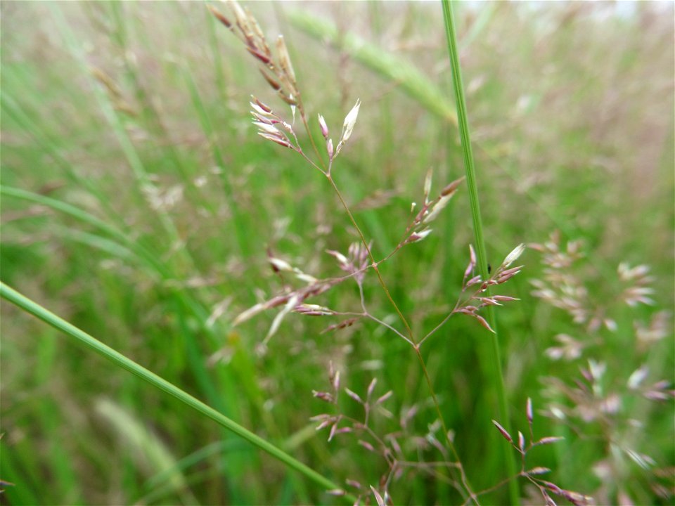 Agrostis capillaris L., 1753