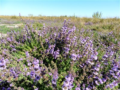 Mentha pulegium L., 1753