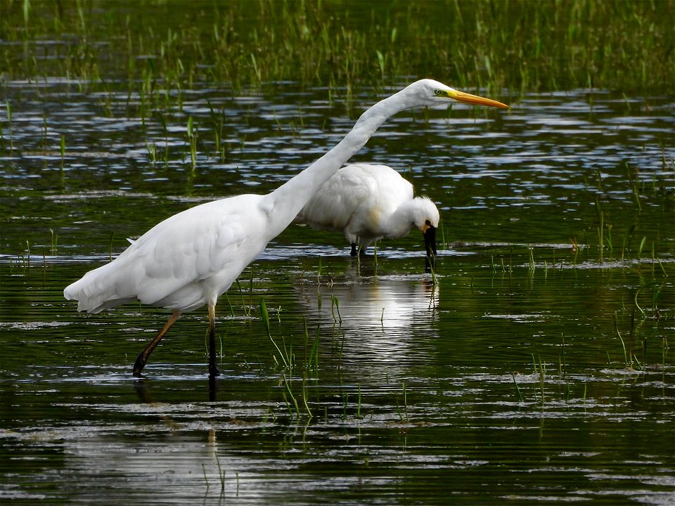 Zilverreiger en lepelaar