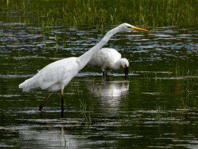 Zilverreiger en lepelaar