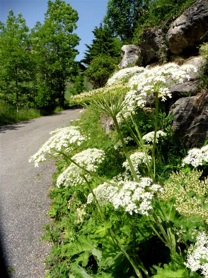 Heracleum pyrenaicum Lam., 1785