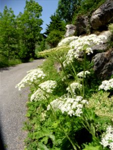 Heracleum pyrenaicum Lam., 1785