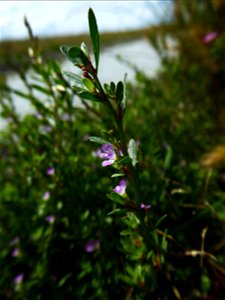 Lythrum tribracteatum Salzm. ex Spreng., 1827