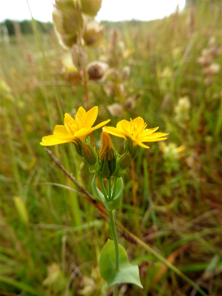 Blackstonia perfoliata (L.) Huds., 1762