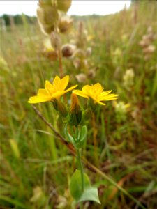 Blackstonia perfoliata (L.) Huds., 1762