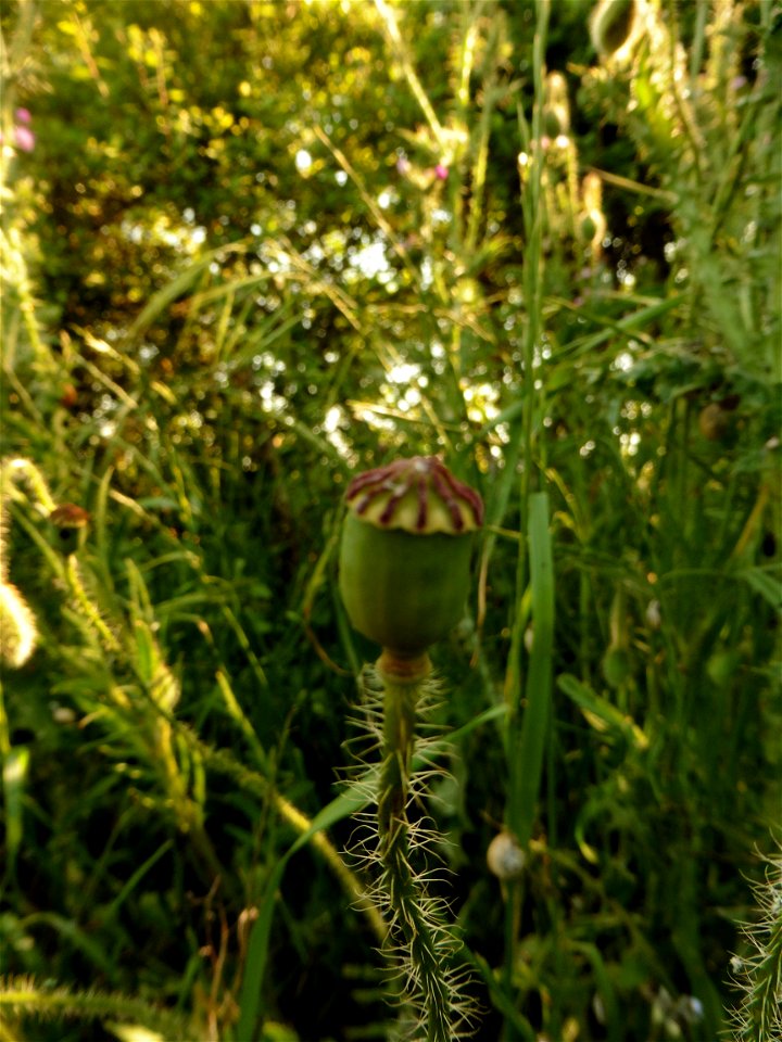 Papaver rhoeas L., 1753