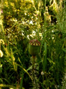 Papaver rhoeas L., 1753