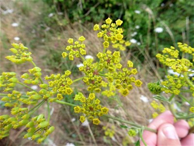 Pastinaca sativa L., 1753