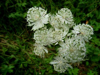 Astrantia major L., 1753