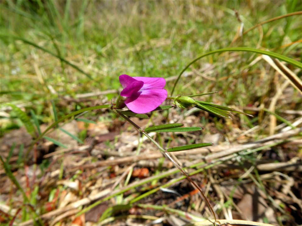 Vicia angustifolia L., 1759