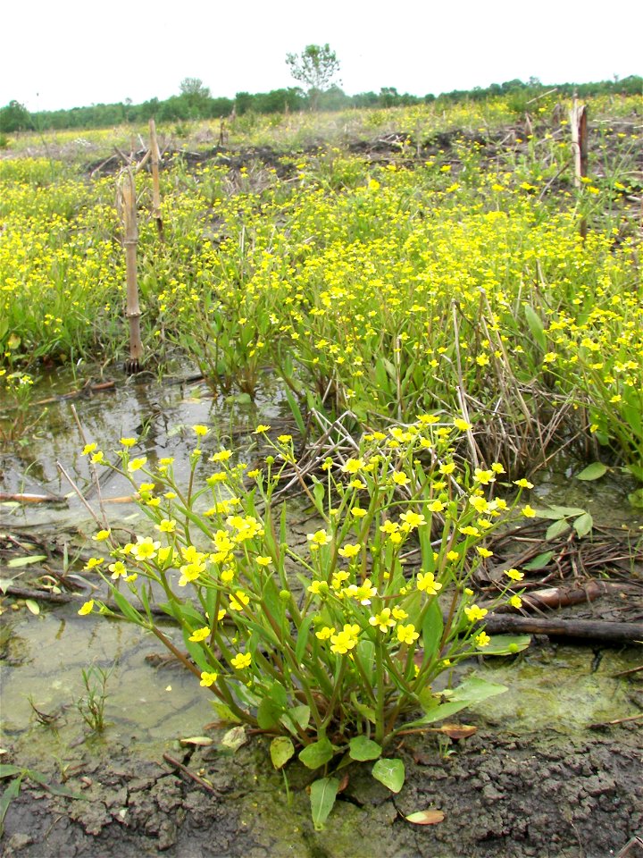 Ranunculus ophioglossifolius Vill., 1789