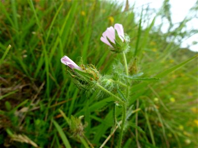 Malva setigera Spenn., 1829