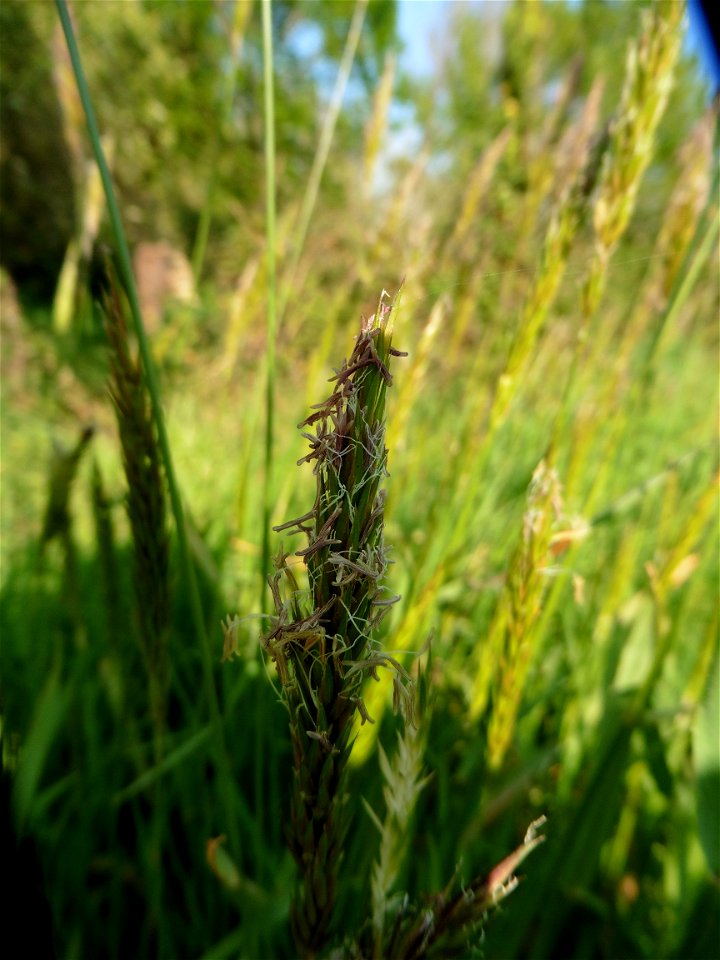 Anthoxanthum odoratum L., 1753