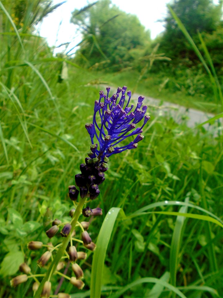 Muscari comosum (L.) Mill., 1768