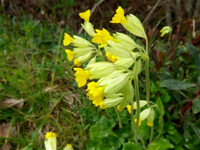 Primula veris L., 1753