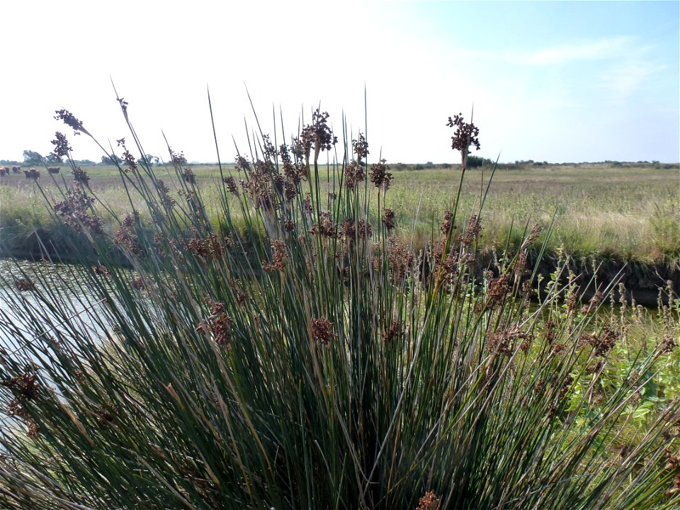 Juncus acutus L., 1753