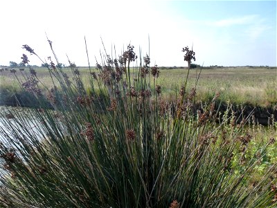 Juncus acutus L., 1753