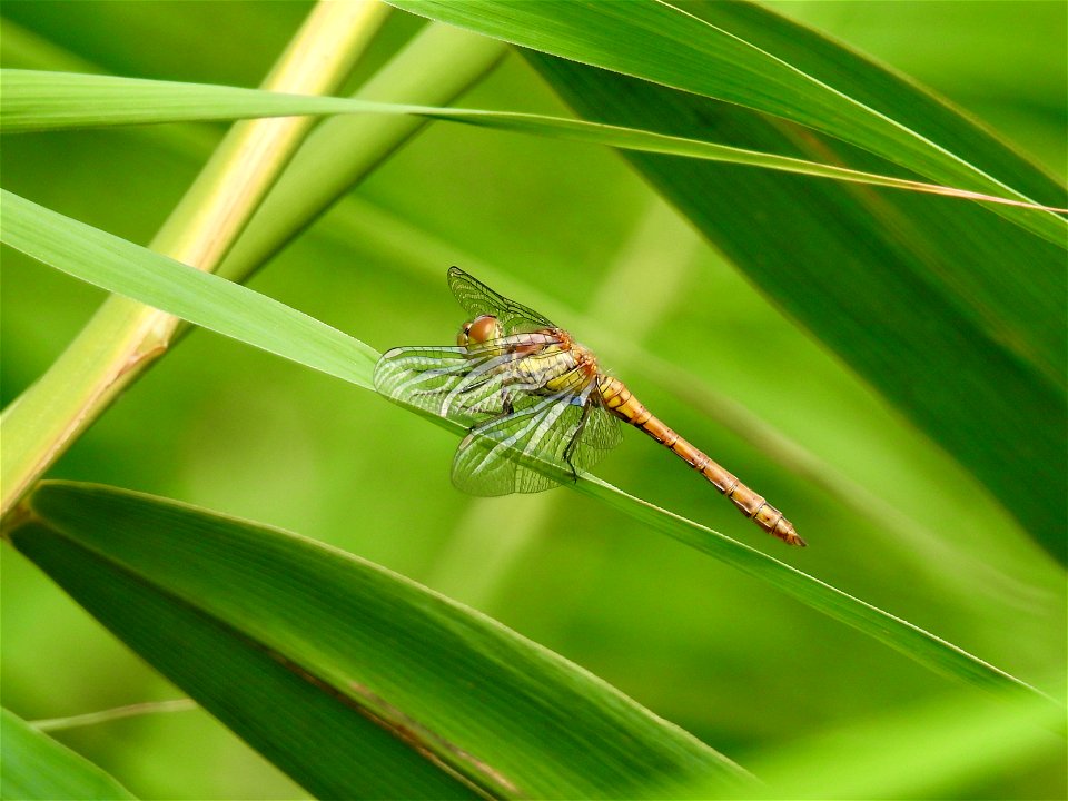 Bruinrode heidelibel