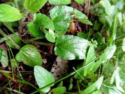 Prunella grandiflora (L.) Scholler, 1775