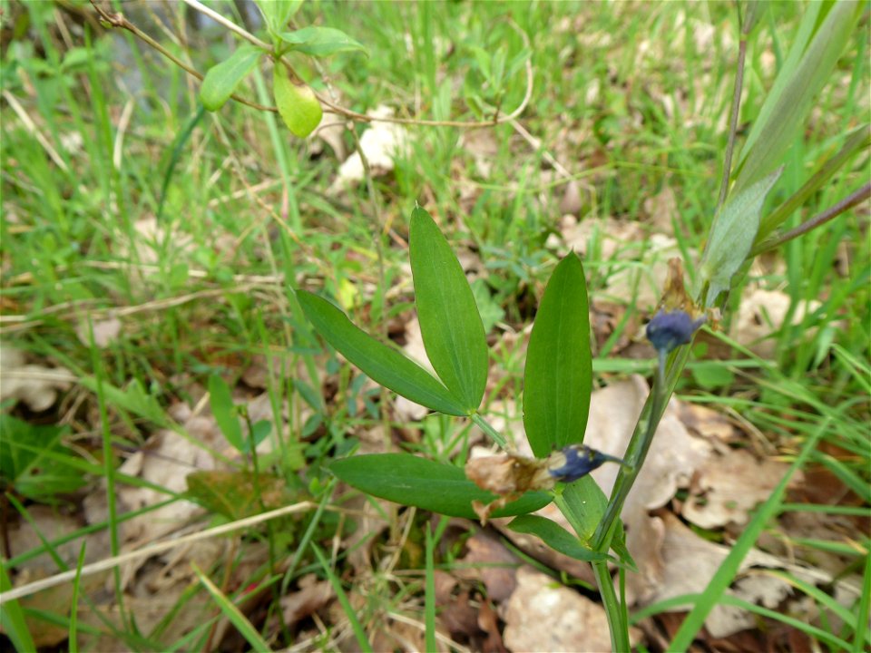 Lathyrus linifolius (Reichard) Bässler, 1971