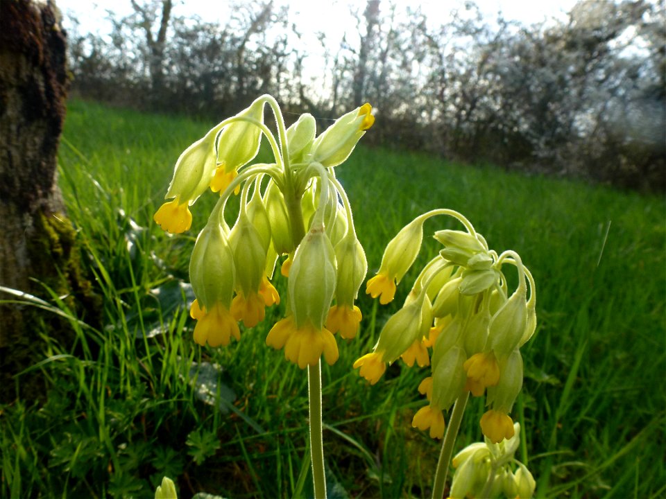 Primula veris L., 1753