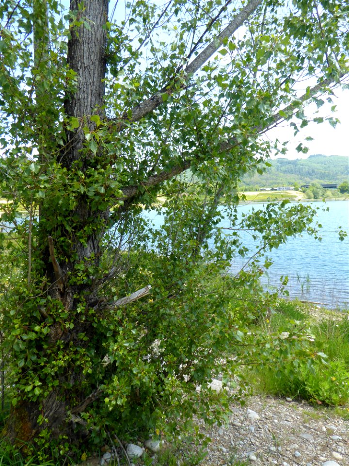Populus nigra subsp. betulifolia (Pursh) W.Wettst., 1952