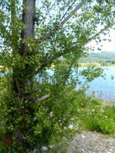 Populus nigra subsp. betulifolia (Pursh) W.Wettst., 1952