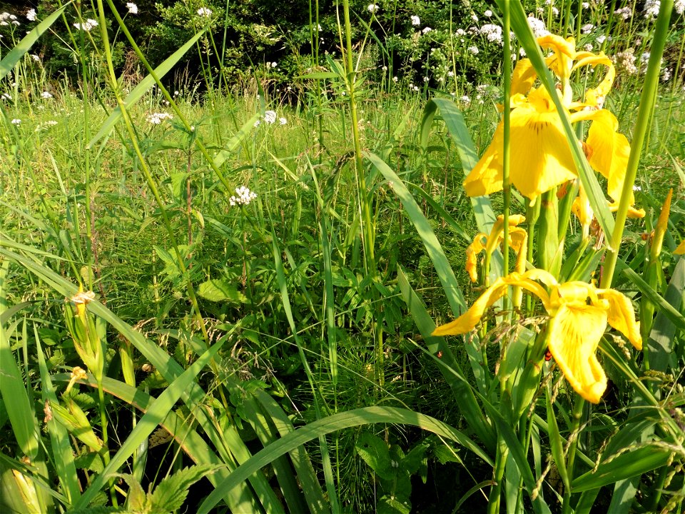 Iris pseudacorus L., 1753