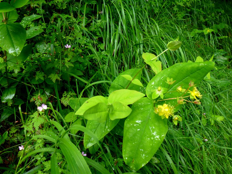 Hypericum androsaemum L., 1753
