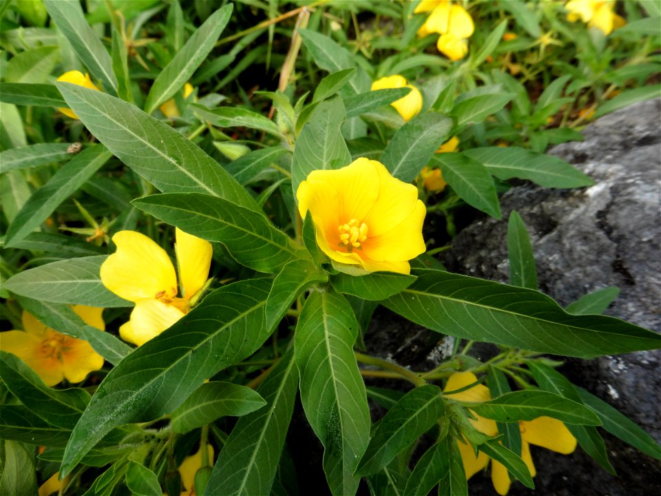Ludwigia peploides (Kunth) P.H.Raven, 1964