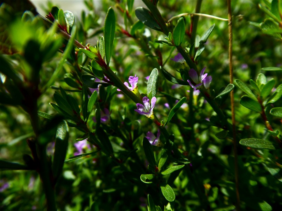 Lythrum tribracteatum Salzm. ex Spreng., 1827