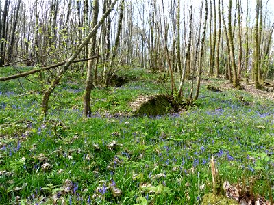 Hyacinthoides non-scripta (L.) Chouard ex Rothm., 1944