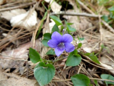 Viola riviniana Rchb., 1823