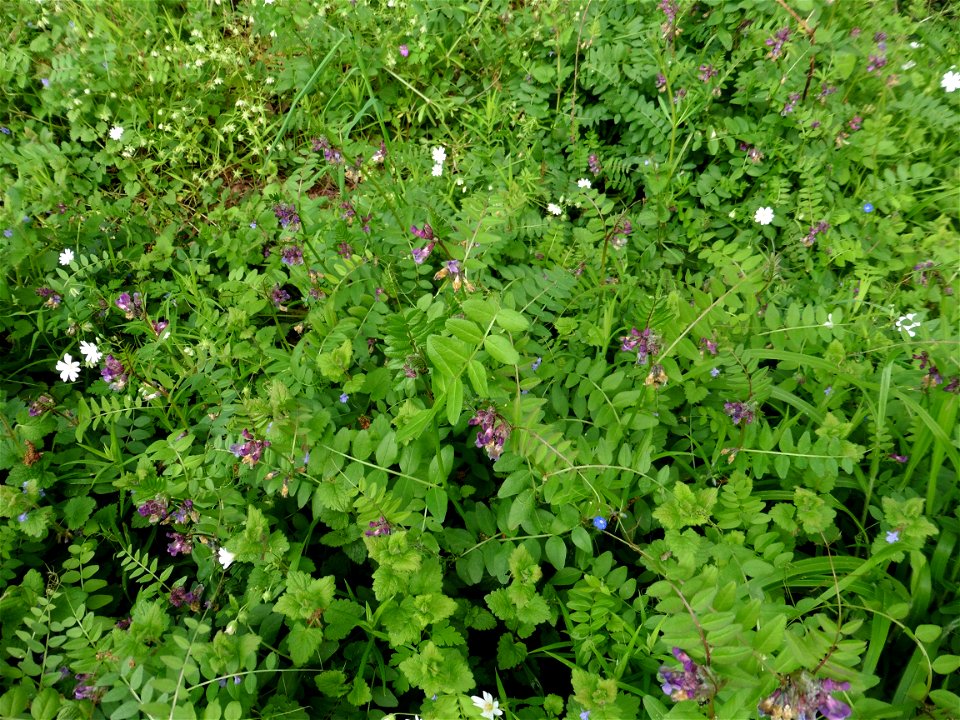 Vicia sepium L., 1753