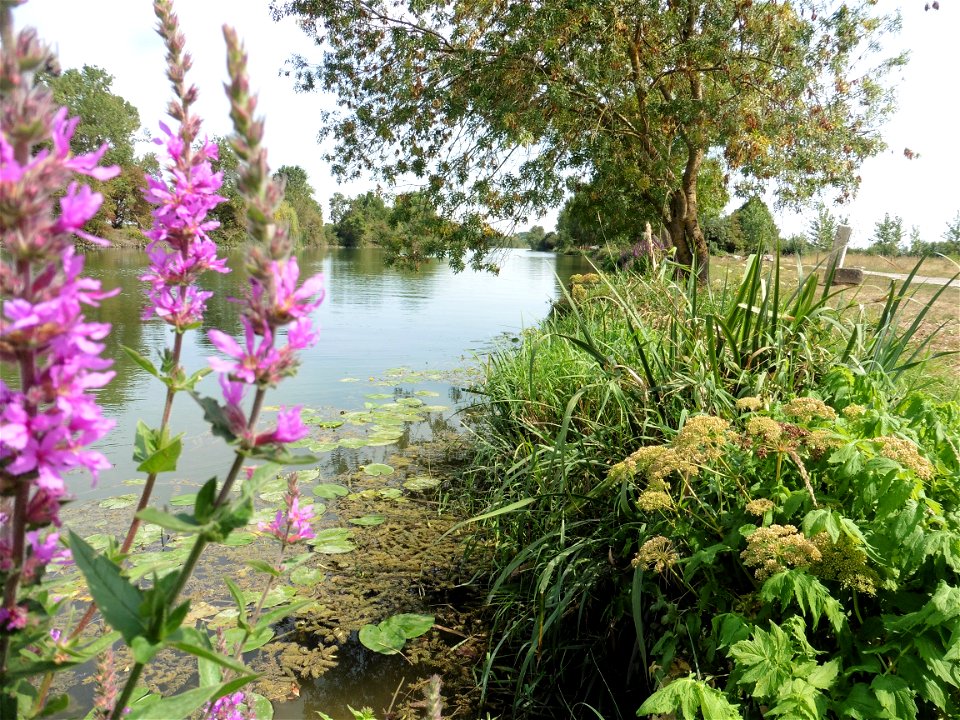 Fleuve Charente, Charente-Maritime