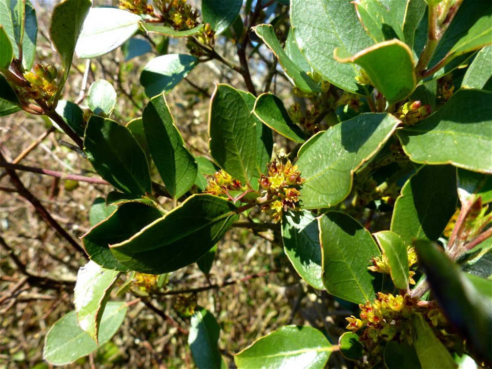 Rhamnus alaternus L., 1753