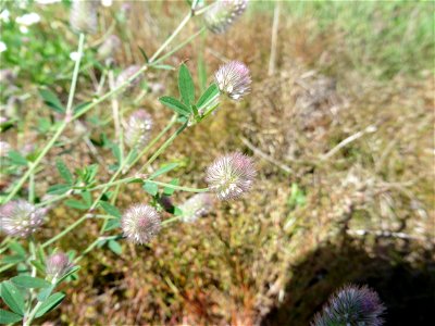 Trifolium arvense L., 1753