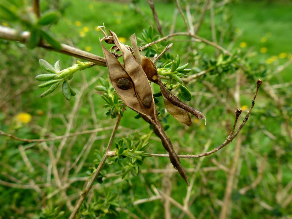 Adenocarpus complicatus (L.) J.Gay, 1836