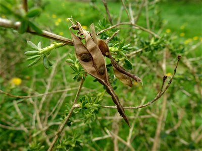 Adenocarpus complicatus (L.) J.Gay, 1836