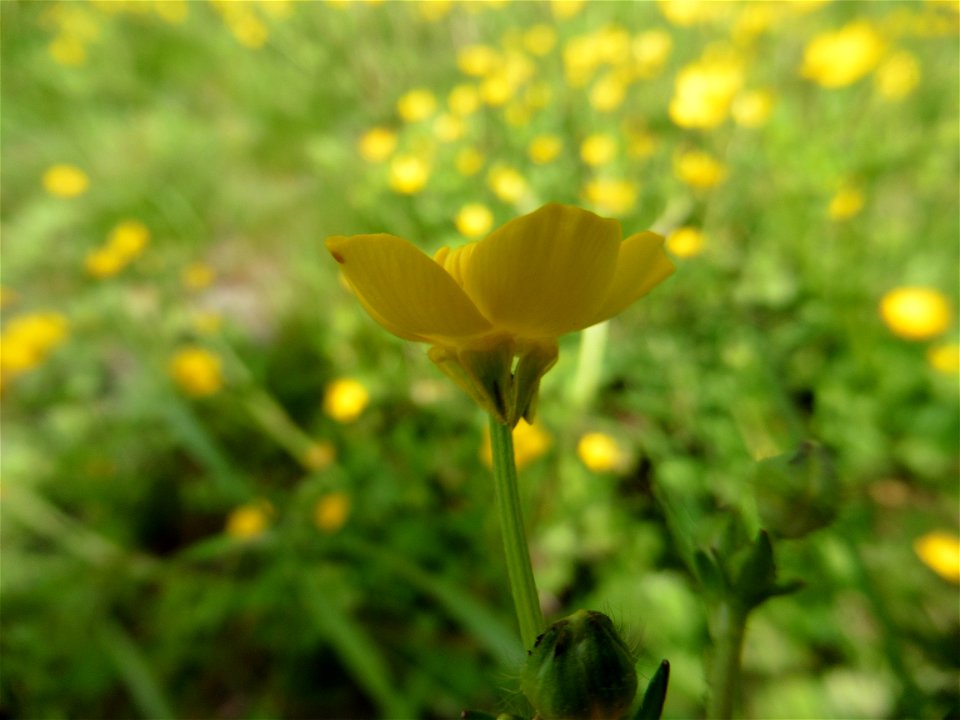 Ranunculus sardous Crantz, 1763