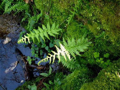 Athyrium filix-femina (L.) Roth, 1799