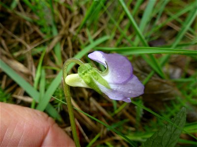 Viola canina L., 1753