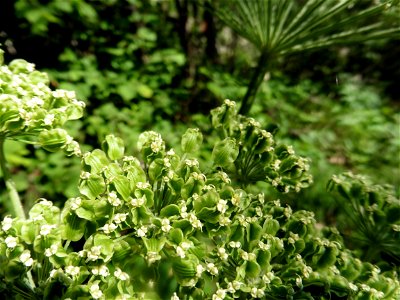 Molopospermum peloponnesiacum (L.) W.D.J.Koch, 1824