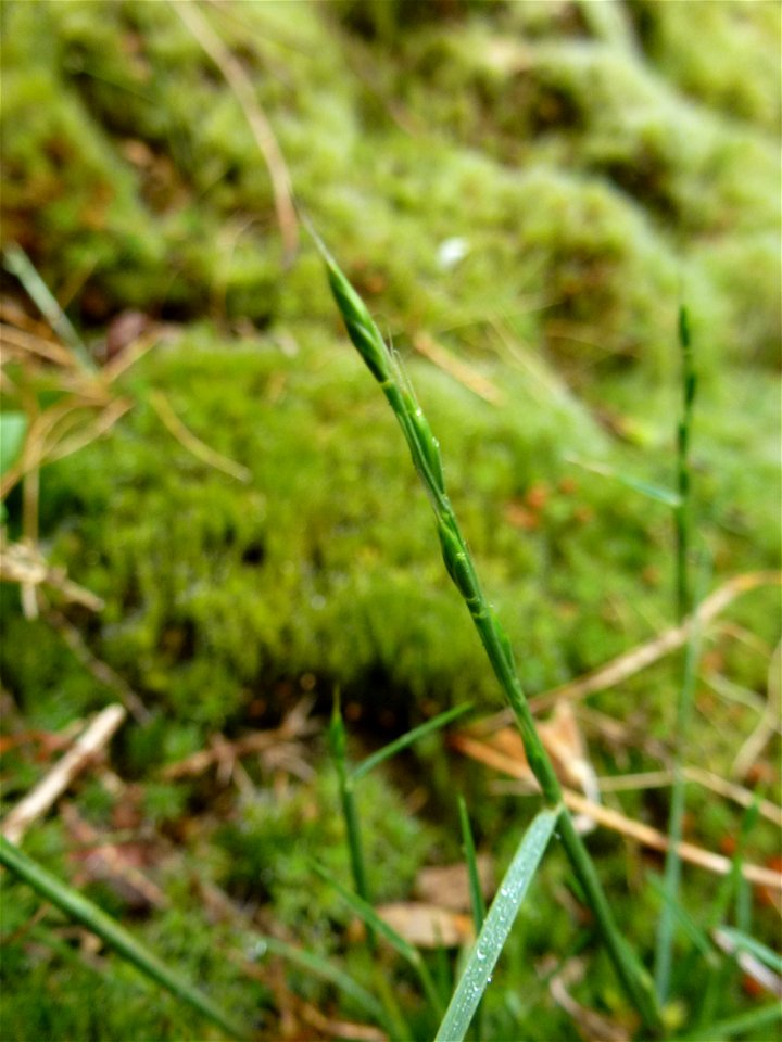 Elymus caninus (L.) L., 1755