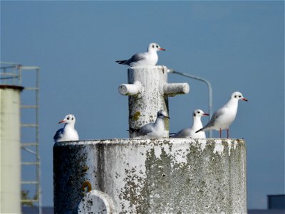 Kokmeeuwen