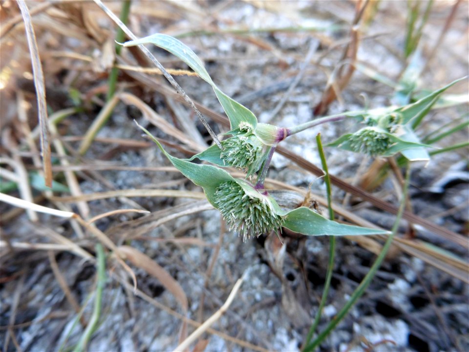 Crypsis aculeata (L.) Aiton, 1789