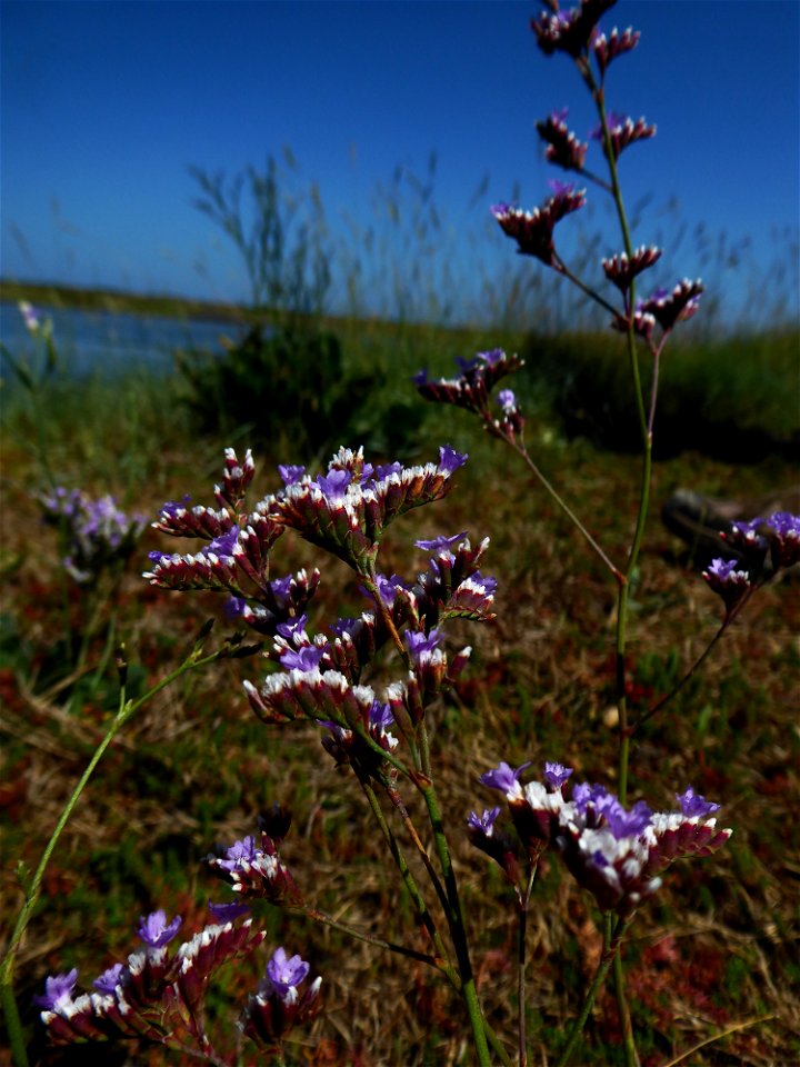 Limonium auriculae-ursifolium (Pourr.) Druce, 1928