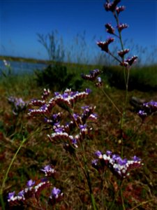 Limonium auriculae-ursifolium (Pourr.) Druce, 1928