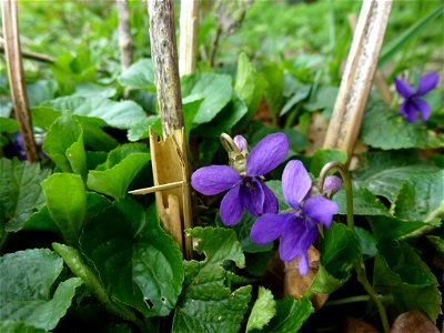 Viola odorata L., 1753